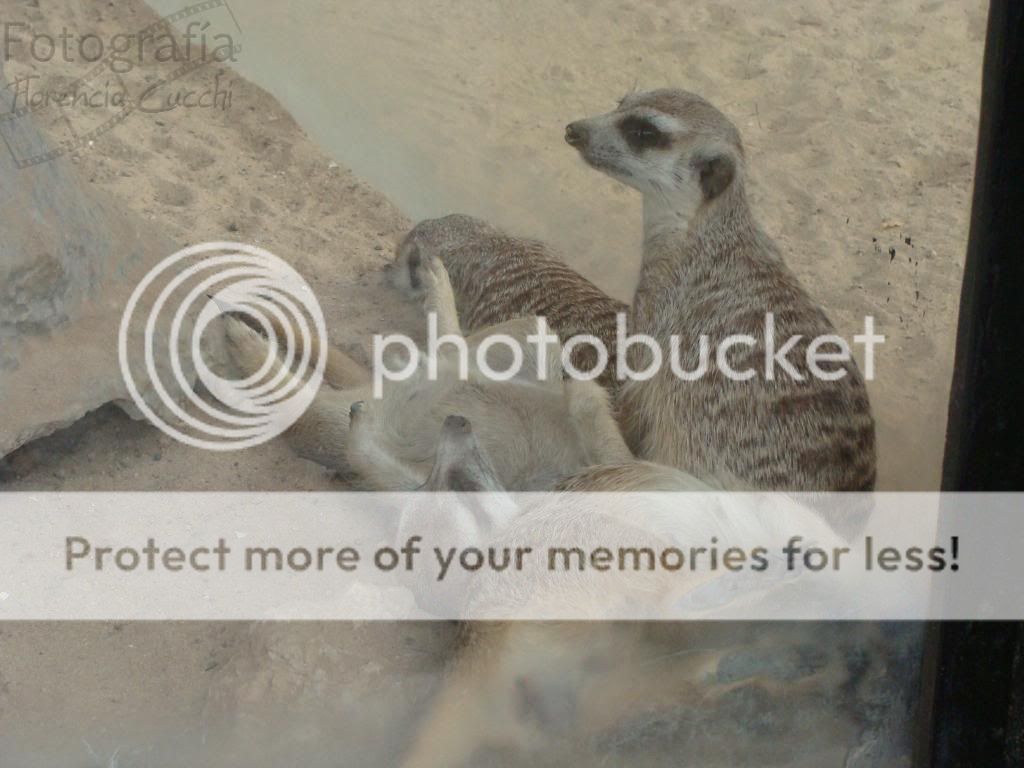 fotografia fotografia