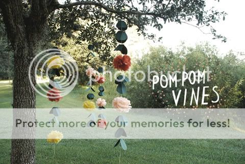 pompom vines