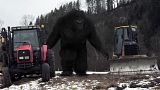Wielka Stopa / Bigfoot (2012) PL.720p.BRRip.XViD.AC3-NOiSE | POLSKI LEKTOR Wielka Stopa / Bigfoot (2012) PL.720p.BRRip.XViD.AC3-NOiSE | POLSKI LEKTOR