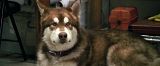Przygoda na Antarktydzie / Eight Below (2006) PL.720p.BRRip.XViD.AC3-NOiSE | POLSKI LEKTOR + RMVB + H264 Przygoda na Antarktydzie / Eight Below (2006) PL.720p.BRRip.XViD.AC3-NOiSE | POLSKI LEKTOR + RMVB + H264