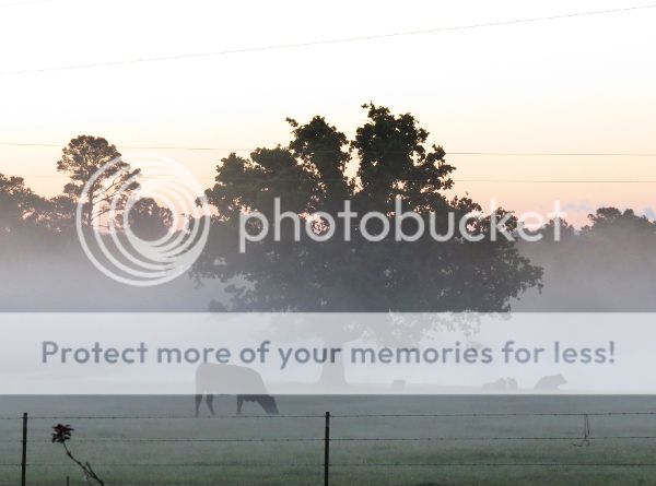 photo fog1_600.jpg