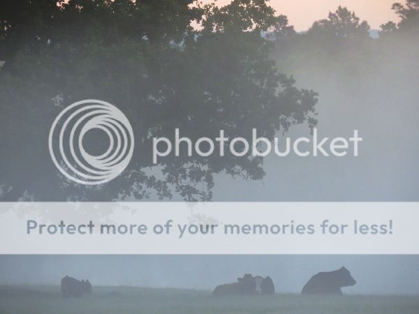 photo fog3_600.jpg
