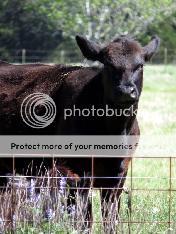 photo neighbor_600v.jpg