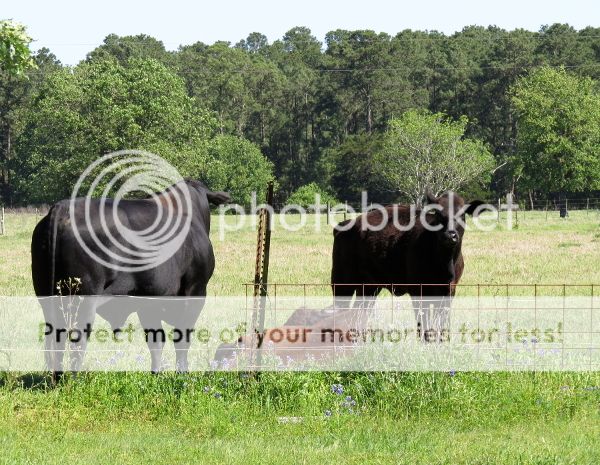 photo neighbors 2_600.jpg