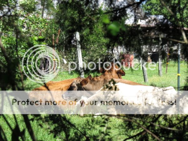 photo neighbors 3_600.jpg