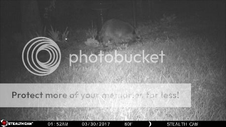 photo raccoon 3.jpg