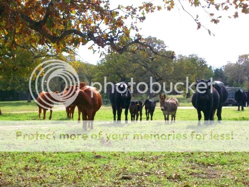 photo cattle_hugs.jpg