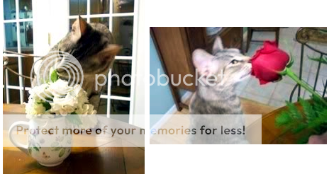 photo flwrs.png