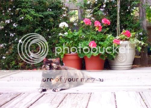 photo kittygirl.jpg