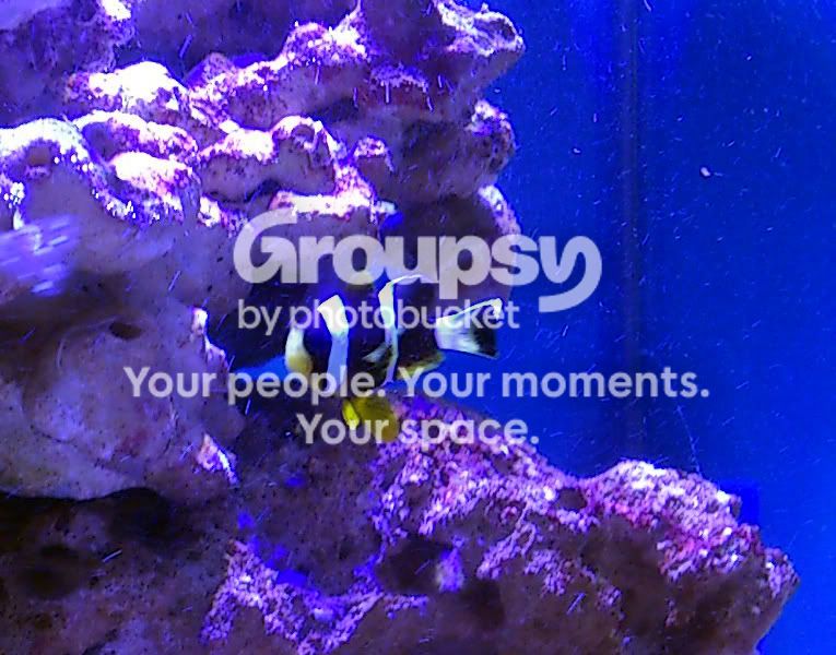 [TodoMarino.com] GATO`s REEF