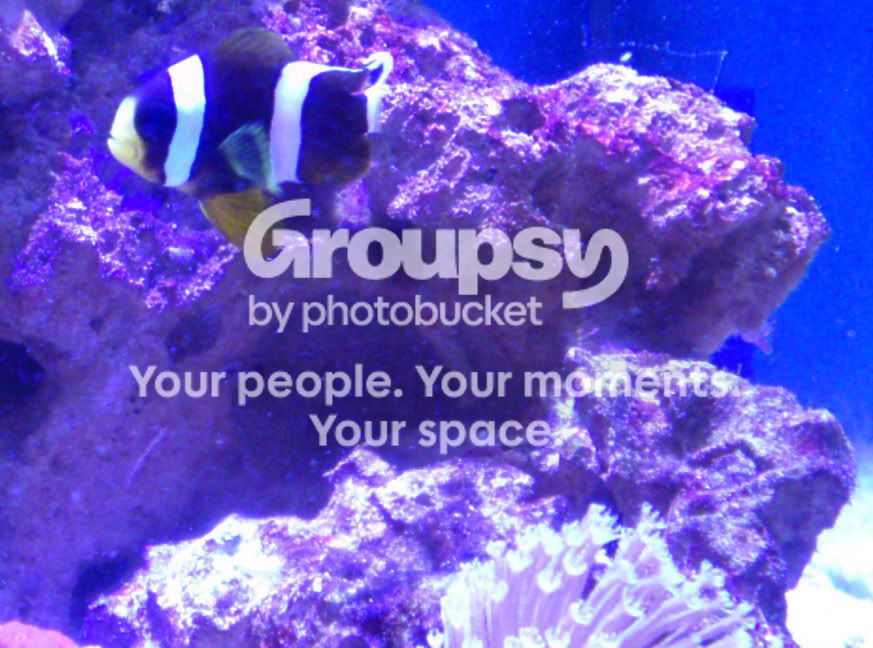 [TodoMarino.com] GATO`s REEF