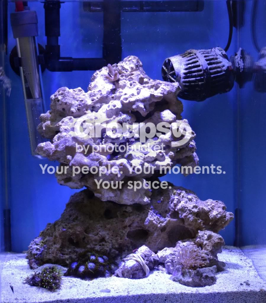 [TodoMarino.com] GATO`s REEF