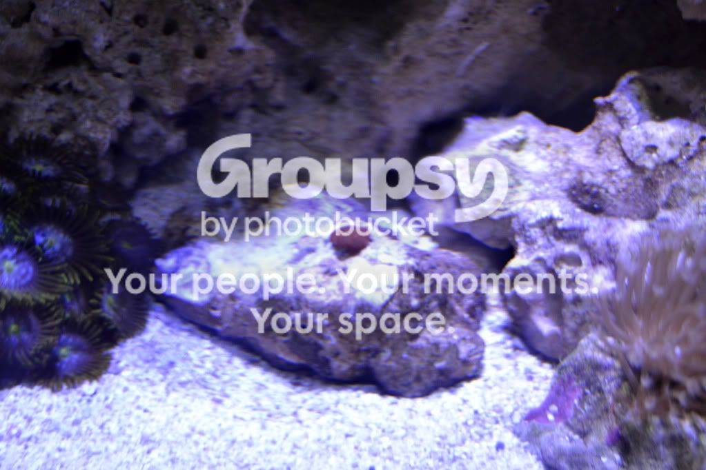[TodoMarino.com] GATO`s REEF