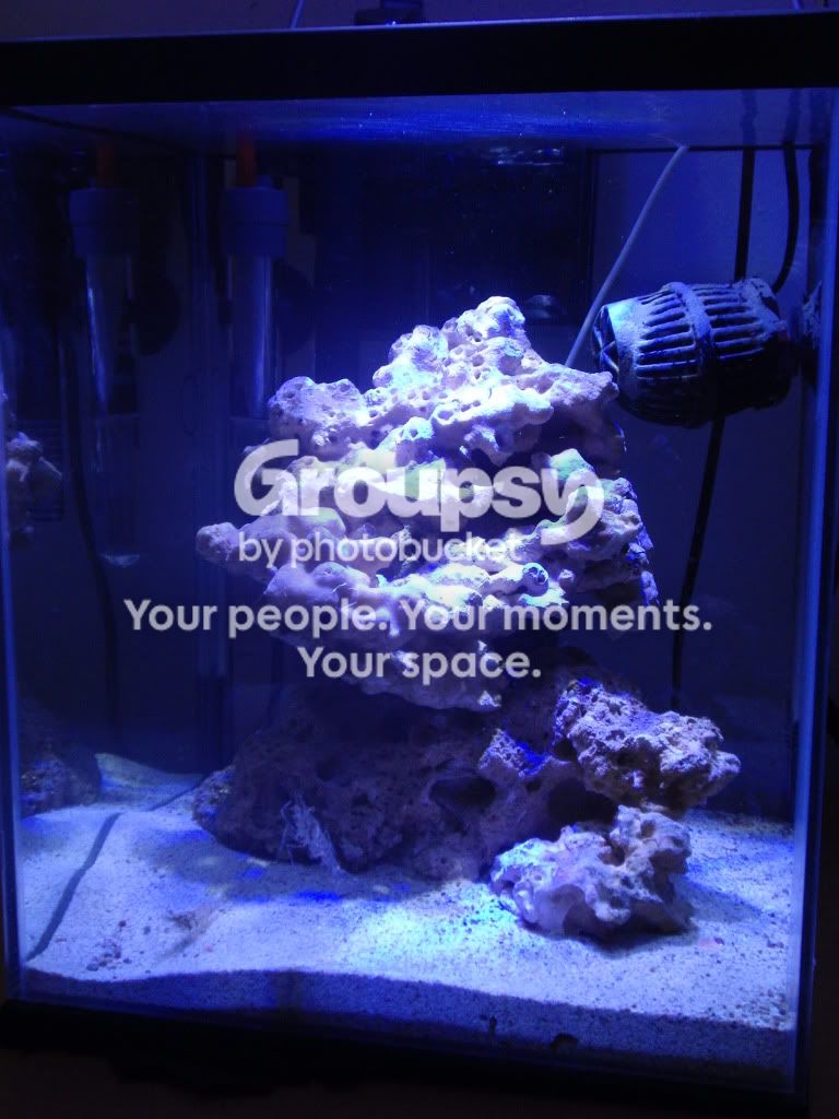 [TodoMarino.com] GATO`s REEF